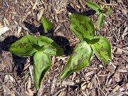 Trillium viride 0006