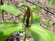 Trillium viride 0011