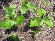 Trillium viride 0012