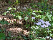 Trillium viride 20100002