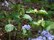 Trillium viride 20100003