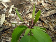Trillium viridescens 0001