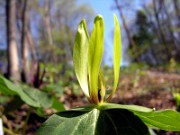 Trillium viridescens 0003