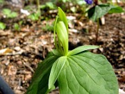Trillium viridescens 0006