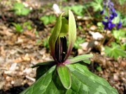 Trillium viridescens 0008