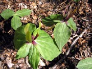 Trillium viridescens 0009