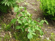 Trillium viridescens 0013