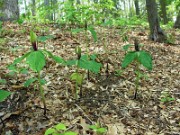 Trillium viridescens 0016