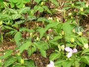 Trillium viridescens 0017