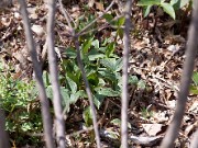 Trillium viridescens 0018