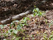 Trillium viridescens 20100006