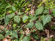 Trillium ex Flint River GA 20190424 0001