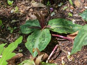 Trillium ex Flint River GA 20190424 0003