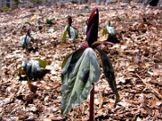 Trillium sp. FFRGA05 0019