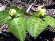 T. discolor