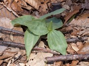 T. foetidissimum