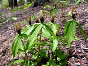 T. lancifolium