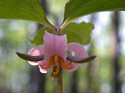 Trillium catesbaei 0001