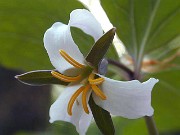 Trillium catesbaei 0002