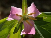 Trillium catesbaei 0003