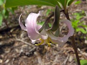 Trillium catesbaei 0007