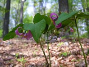 Trillium catesbaei 0009