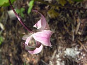 Trillium catesbaei 0012