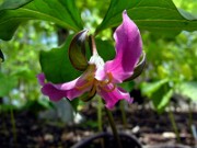 Trillium catesbaei 0019