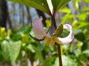 Trillium catesbaei 0020