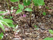 Trillium catesbaei 20100001