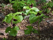 Trillium erectum ex harrisburg 20100001