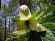 Trillium erectum f. luteum 0000