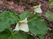 Trillium erectum f. luteum 0002