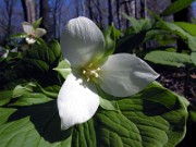 Trillium flexipes 0019