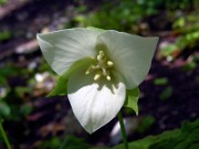 Trillium flexipes 0020