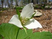 Trillium flexipes 0025