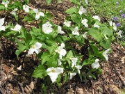 Trillium grandiflorum 0013