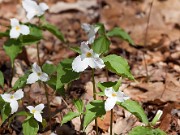 Trillium grandiflorum 20110001