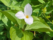 Trillium grandiflorum 20190424 0002