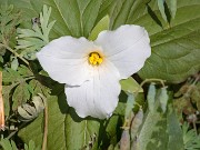 Trillium grandiflorum 20190424 0003