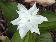 Trillium grandiflorum double ex Yinger 0001