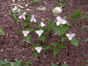 Trillium grandiflorum f. roseum 0005