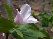 Trillium grandiflorum f. roseum 0007