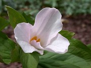 Trillium grandiflorum f. roseum 0008