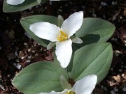 Trillium nivale 0014