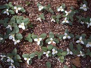 Trillium nivale0006