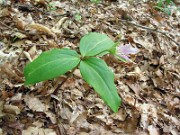 Trillium persistens 0001