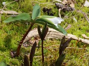 Trillium persistens 20230329 0005