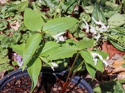 Trillium persistens 20240325 0006