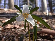 Trillium pusillum var. alabamicum 0002